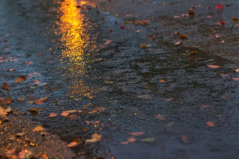 Autumn leaves and wet weather on a driveway