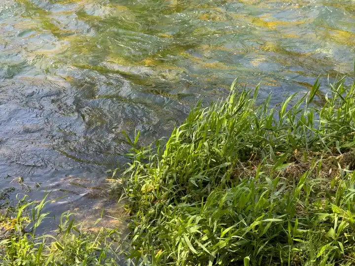 Clear chalk stream water running past grassy banks, typical of the River Kennet near Marlborough