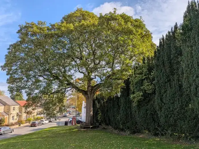 Large mature oak tree standing close to a road and houses, drawing moisture from the clay ground around it