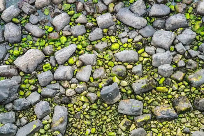 Moss and algae growth on a driveway surface
