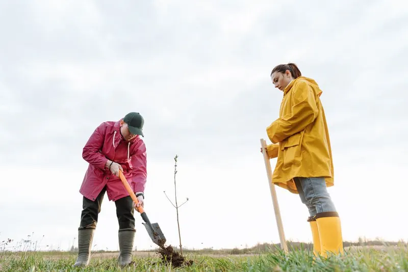 Two people planting a young tree in open ground, choosing a sensible position away from paved surfaces