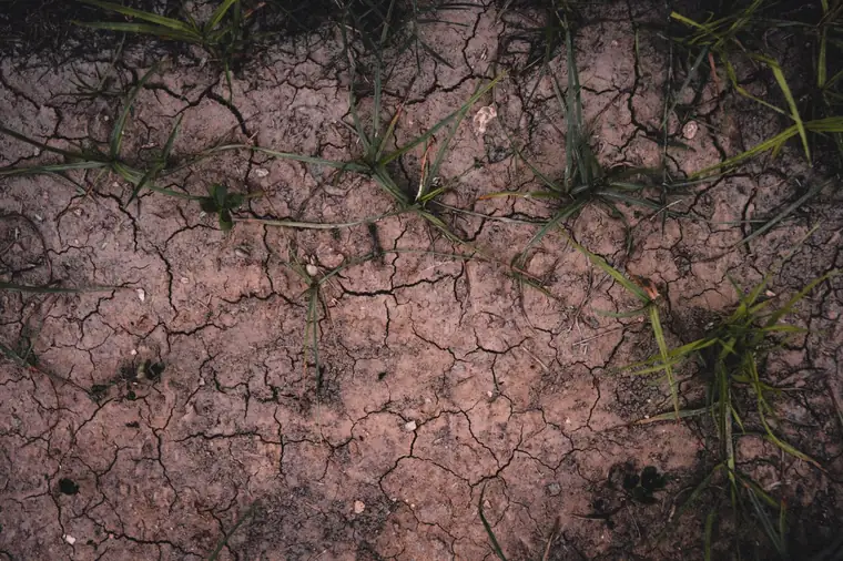 Clay ground cracking open under a dry lawn, the seasonal shrinkage that drives subsidence claims in Swindon