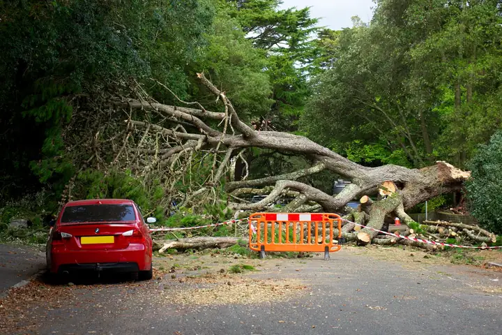Storm-felled tree blocking a residential road, the kind of event that produces a buildings insurance claim in Swindon
