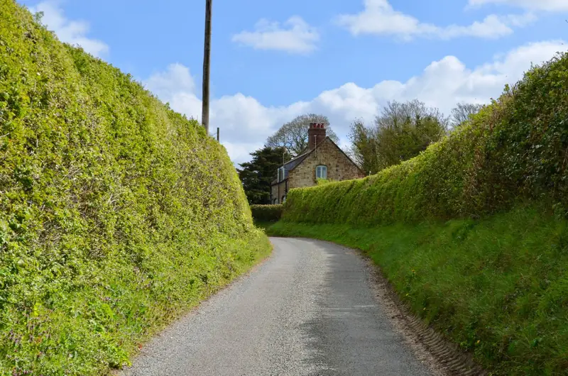 Narrow lane cut deep between high grassy banks, like the sunken greensand lanes around Devizes
