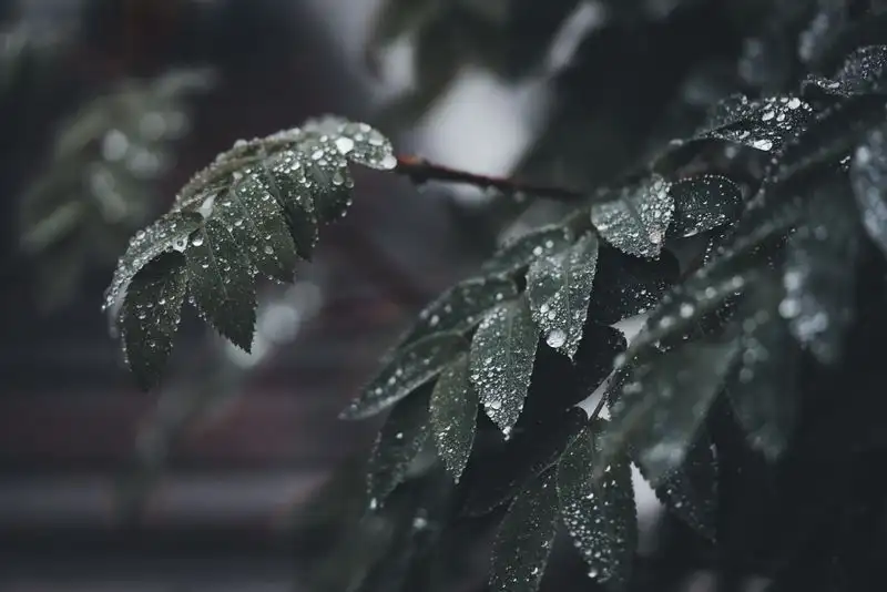 Sustainable rainwater management in a garden