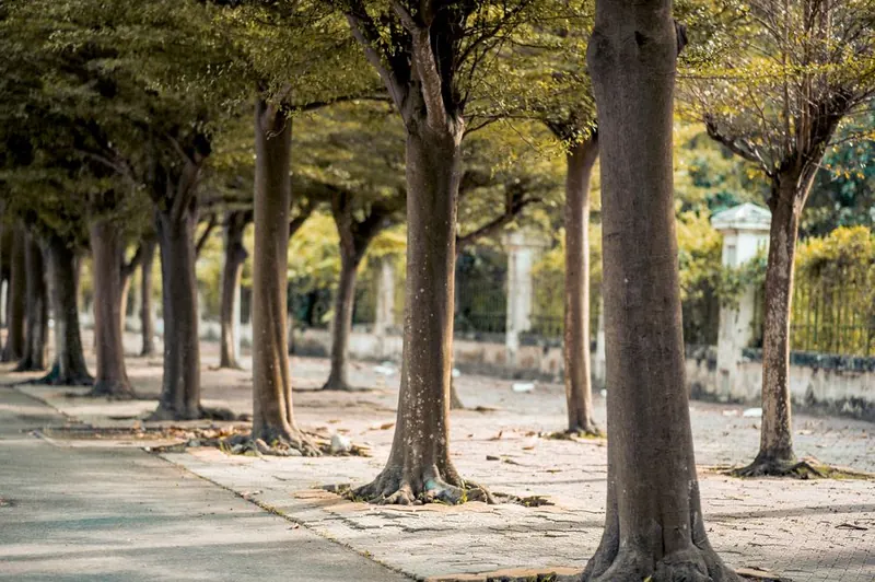 Tree roots visibly lifting and breaking paving slabs along an avenue of mature trees