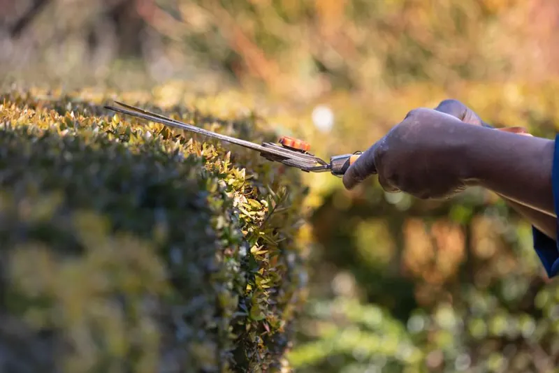 Hands trimming a garden hedge with shears, the first step before a front garden is cleared for a driveway