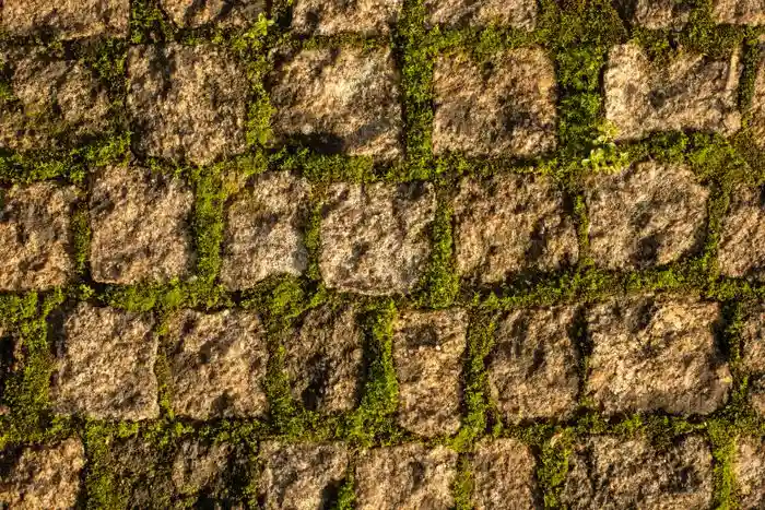 Weeds and moss growing in paving joints