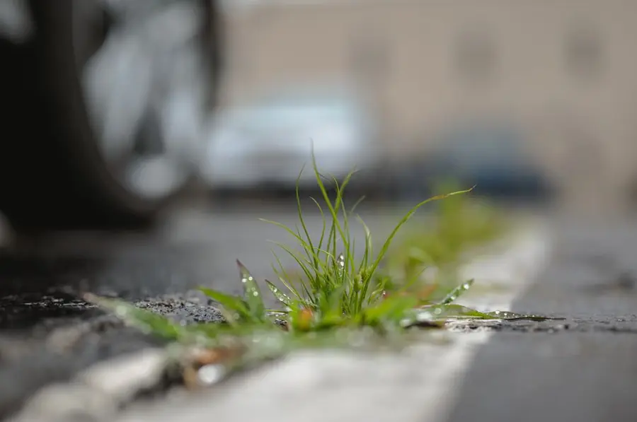 Grass and weeds pushing up through a cracked hard surface at a kerb edge