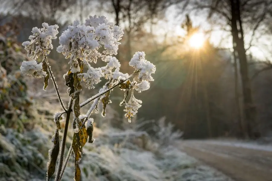 Frost on a garden path and verge on a cold Swindon morning