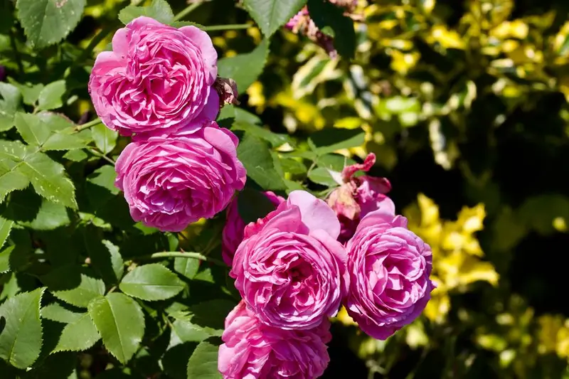 Abbey House Gardens