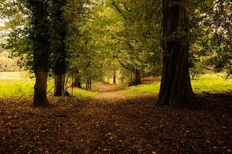 Lawn Wood & Nature Reserve
