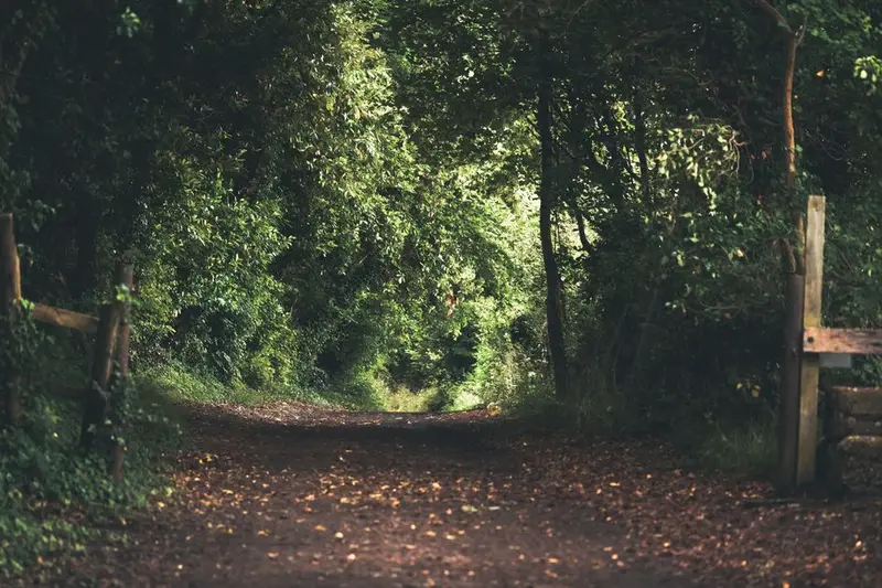 Savernake Forest
